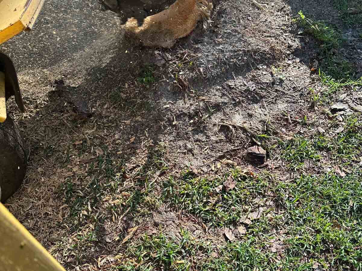 El Costeño Tree Service LLC